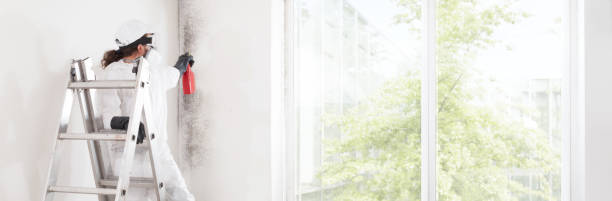 Best Real Estate Mold Inspection  in Danbury, CT