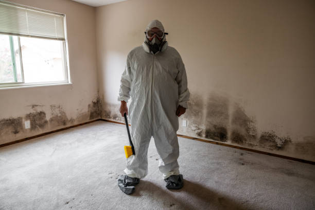 Best Mold Removal for HVAC Installations  in Danbury, CT